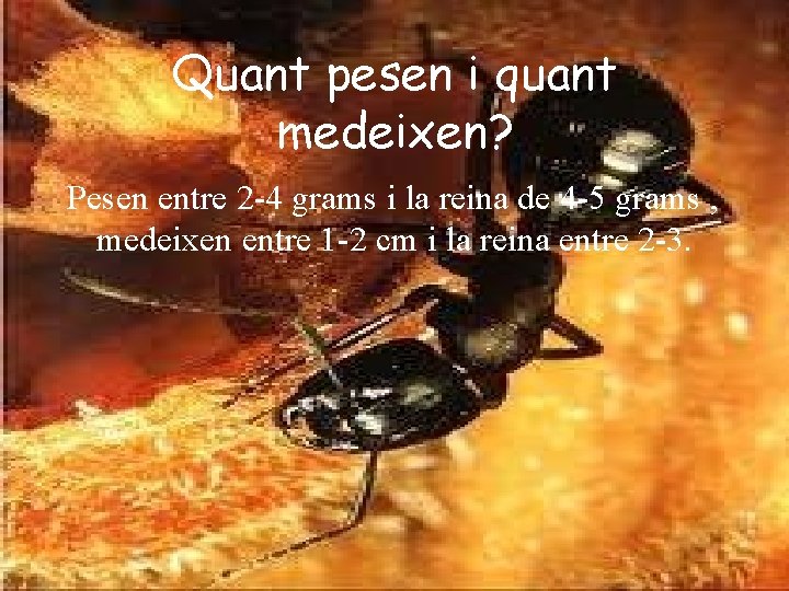 Quant pesen i quant medeixen? Pesen entre 2 -4 grams i la reina de