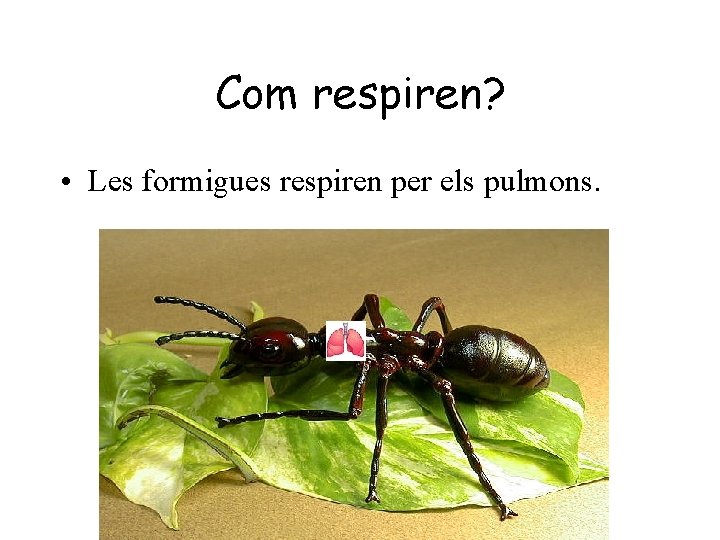 Com respiren? • Les formigues respiren per els pulmons. 