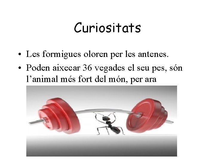 Curiositats • Les formigues oloren per les antenes. • Poden aixecar 36 vegades el