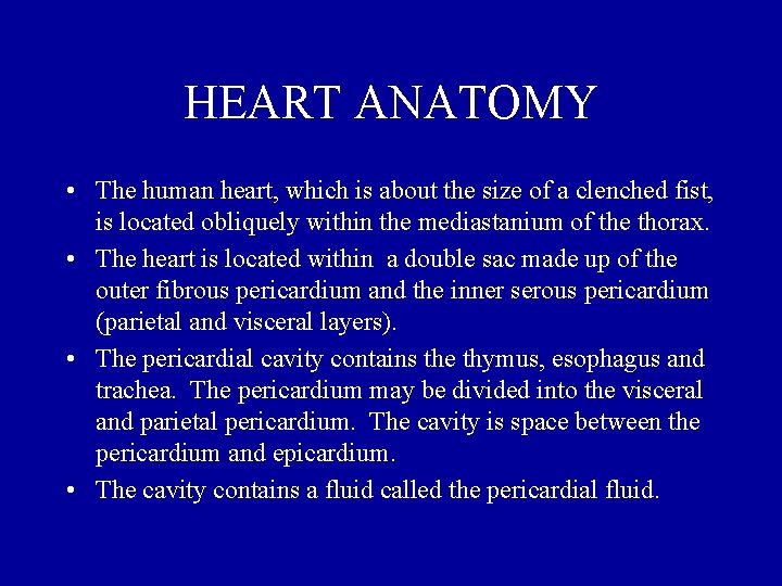 HEART ANATOMY • The human heart, which is about the size of a clenched