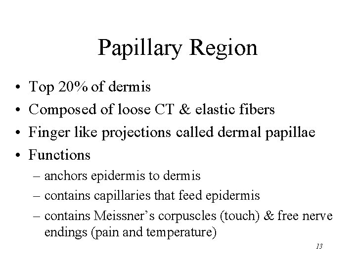 Papillary Region • • Top 20% of dermis Composed of loose CT & elastic