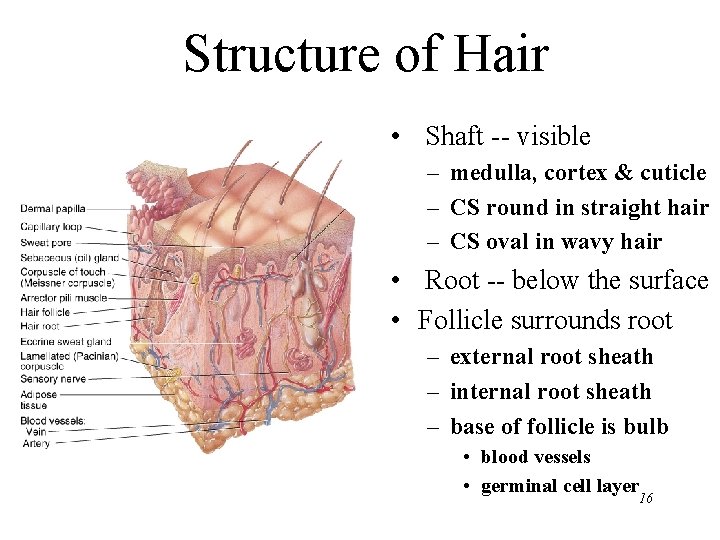 Structure of Hair • Shaft -- visible – medulla, cortex & cuticle – CS