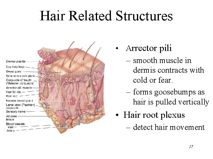 Hair Related Structures • Arrector pili – smooth muscle in dermis contracts with cold