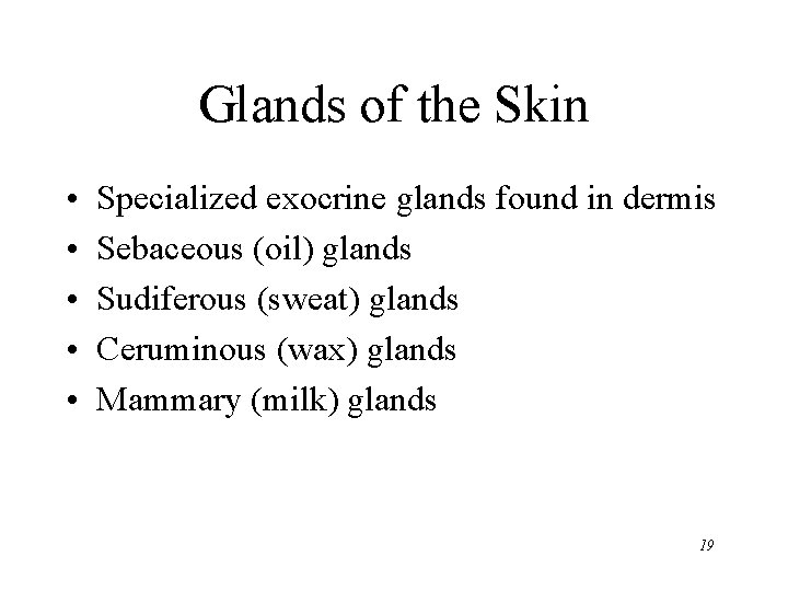 Glands of the Skin • • • Specialized exocrine glands found in dermis Sebaceous