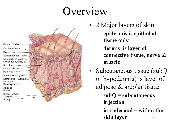 Overview • 2 Major layers of skin – epidermis is epithelial tissue only –