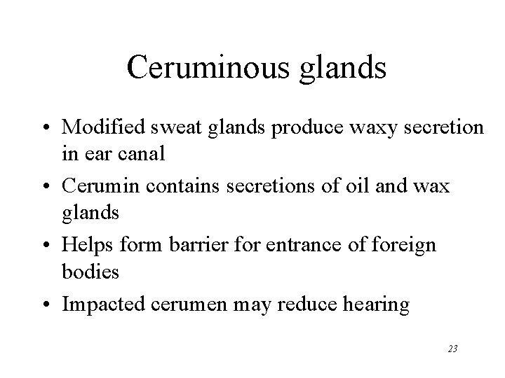 Ceruminous glands • Modified sweat glands produce waxy secretion in ear canal • Cerumin