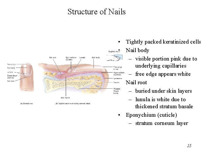 Structure of Nails • Tightly packed keratinized cells • Nail body – visible portion