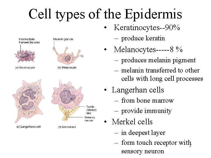Cell types of the Epidermis • Keratinocytes--90% – produce keratin • Melanocytes-----8 % –