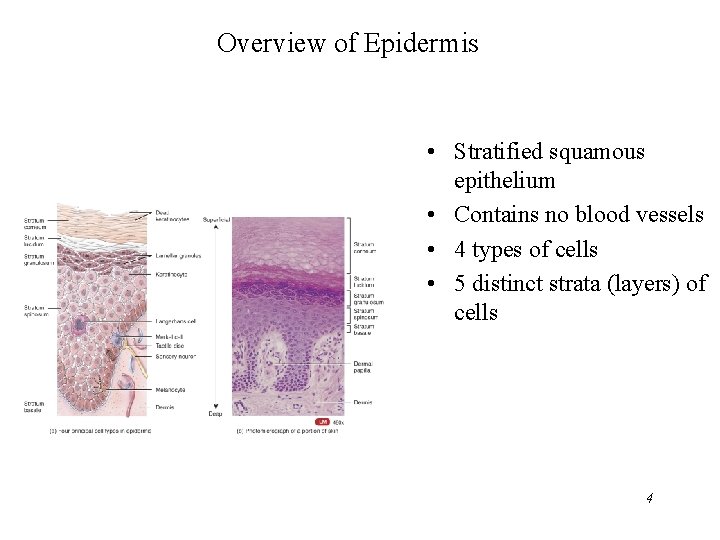 Overview of Epidermis • Stratified squamous epithelium • Contains no blood vessels • 4