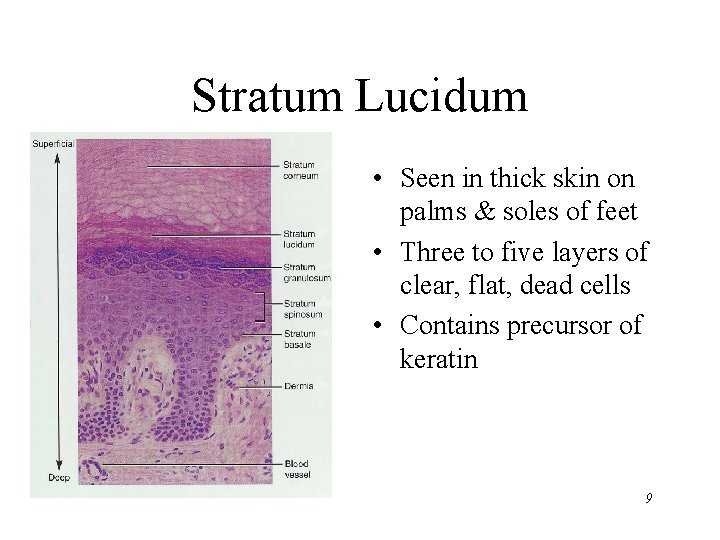Stratum Lucidum • Seen in thick skin on palms & soles of feet •