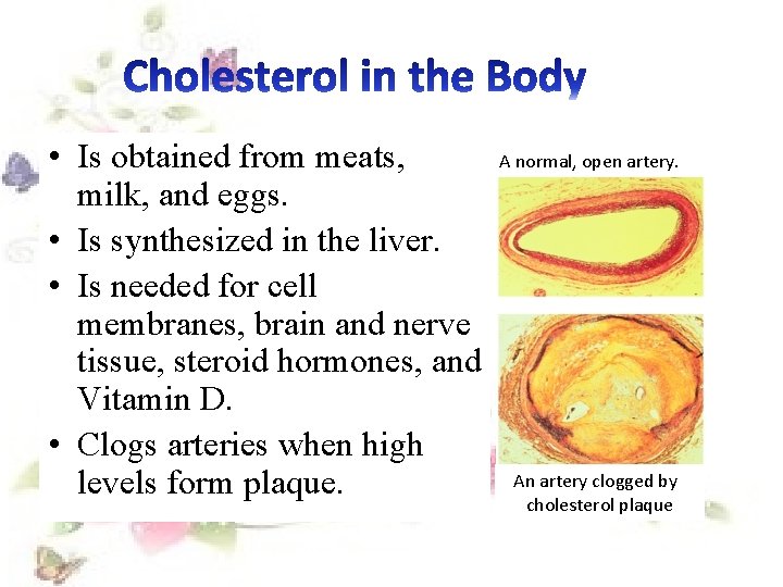  • Is obtained from meats, milk, and eggs. • Is synthesized in the