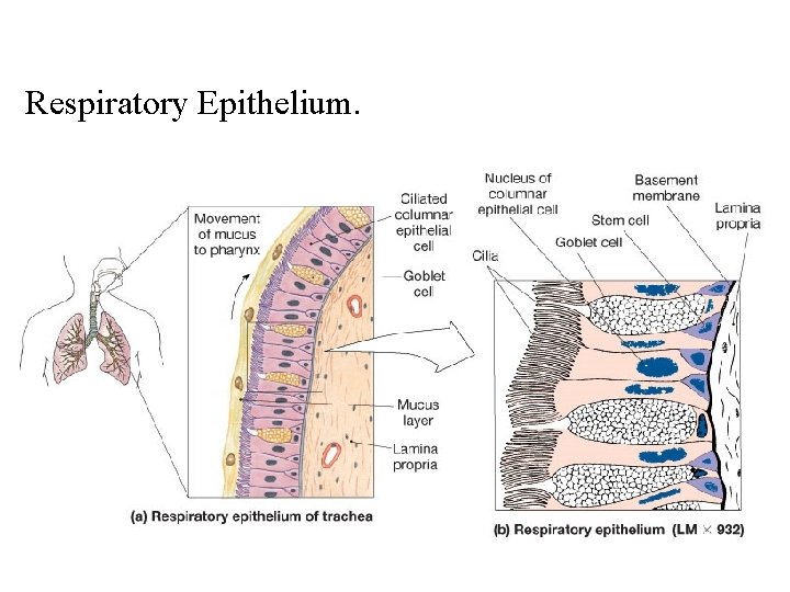 Respiratory Epithelium. 