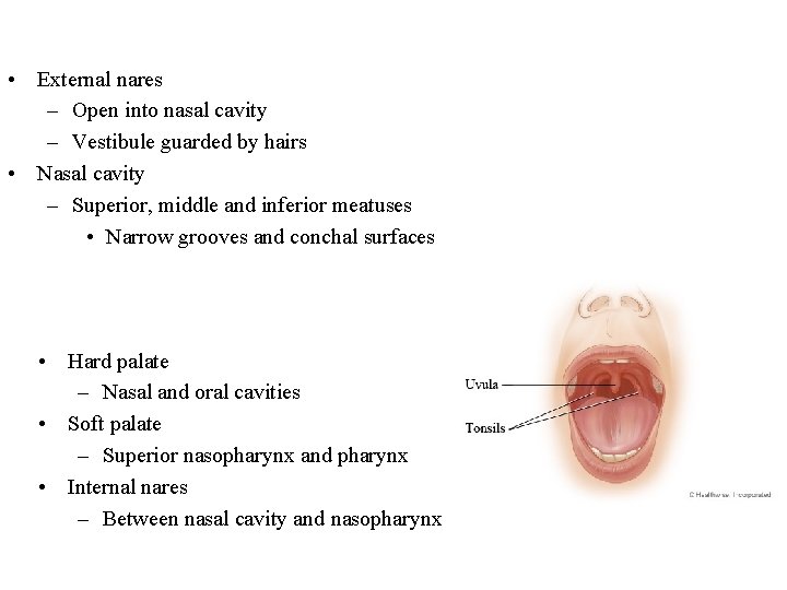  • External nares – Open into nasal cavity – Vestibule guarded by hairs