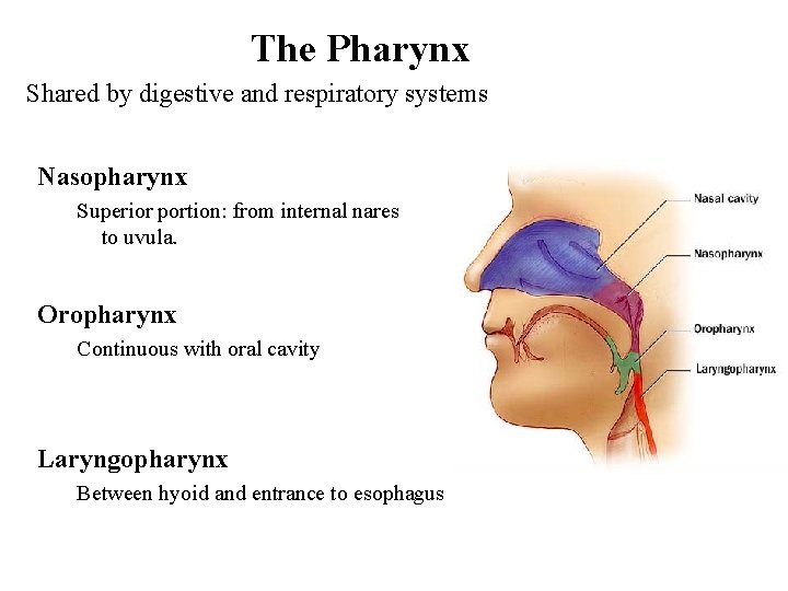The Pharynx Shared by digestive and respiratory systems Nasopharynx Superior portion: from internal nares