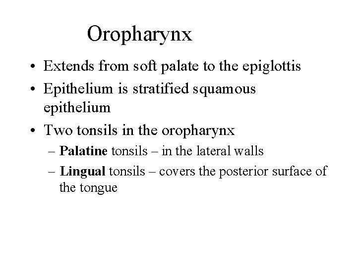 Oropharynx • Extends from soft palate to the epiglottis • Epithelium is stratified squamous