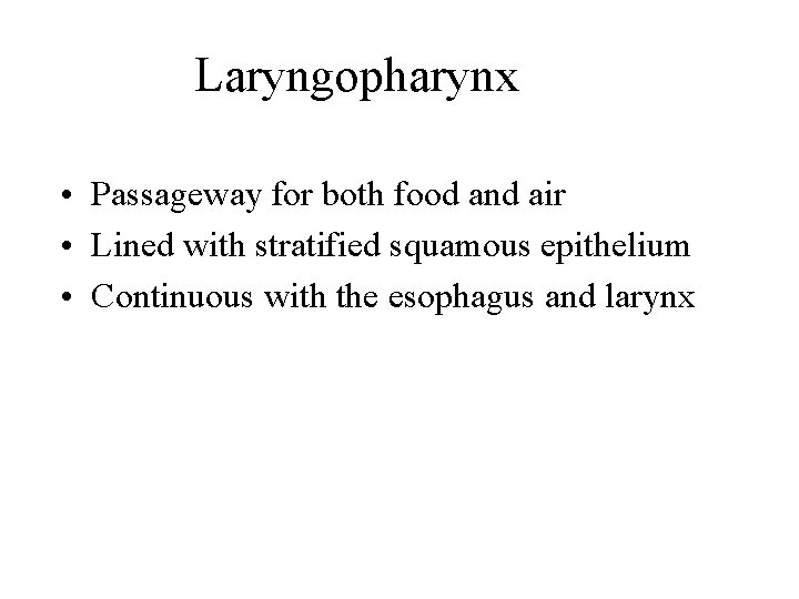 Laryngopharynx • Passageway for both food and air • Lined with stratified squamous epithelium