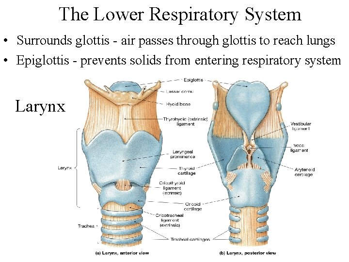 The Lower Respiratory System • Surrounds glottis - air passes through glottis to reach