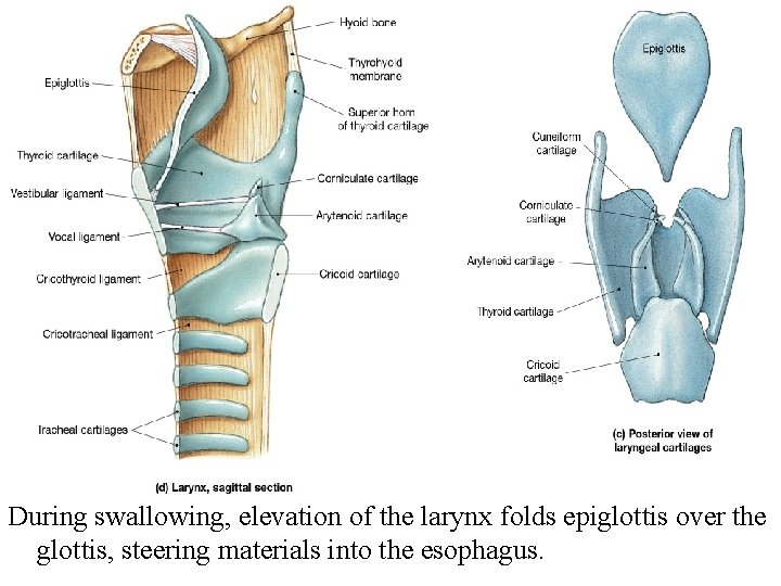 During swallowing, elevation of the larynx folds epiglottis over the glottis, steering materials into