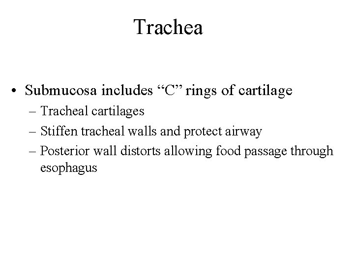 Trachea • Submucosa includes “C” rings of cartilage – Tracheal cartilages – Stiffen tracheal