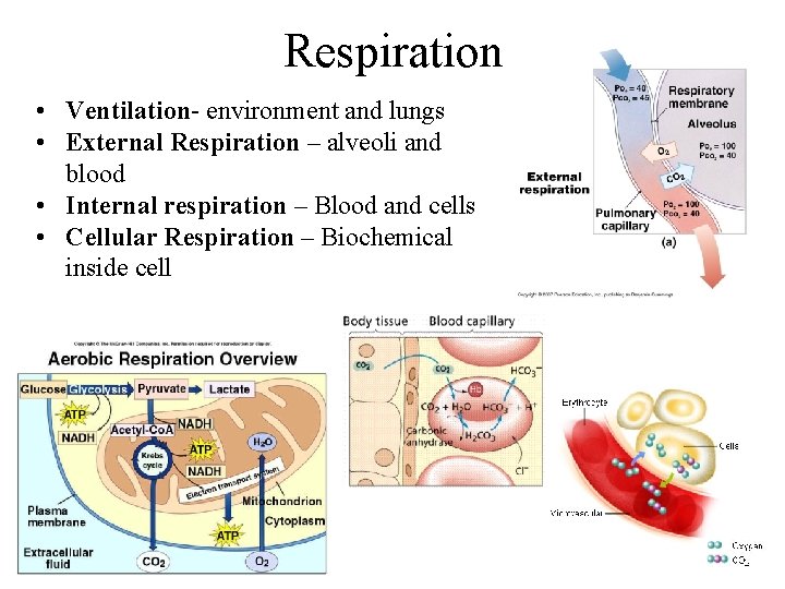 Respiration • Ventilation- environment and lungs • External Respiration – alveoli and blood •