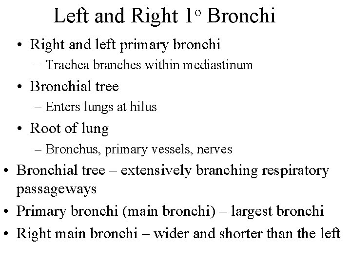 Left and Right 1 o Bronchi • Right and left primary bronchi – Trachea