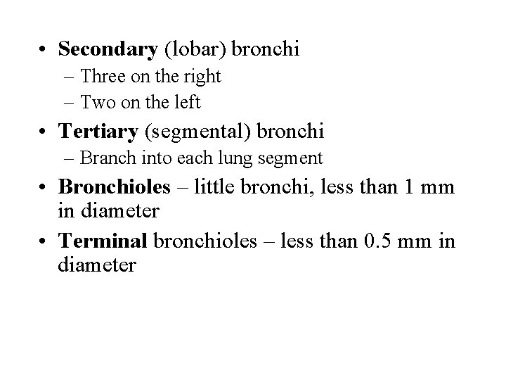  • Secondary (lobar) bronchi – Three on the right – Two on the