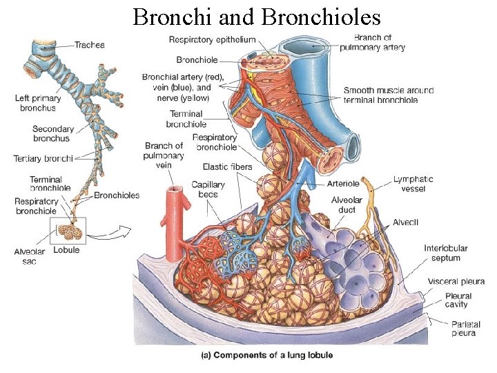 Bronchi and Bronchioles 
