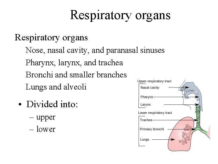 Respiratory organs Nose, nasal cavity, and paranasal sinuses Pharynx, larynx, and trachea Bronchi and