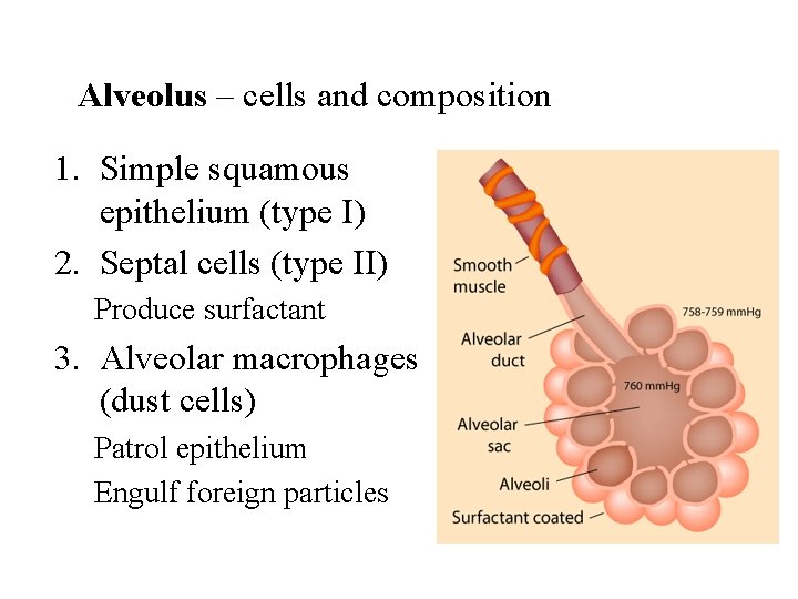Alveolus – cells and composition 1. Simple squamous epithelium (type I) 2. Septal cells