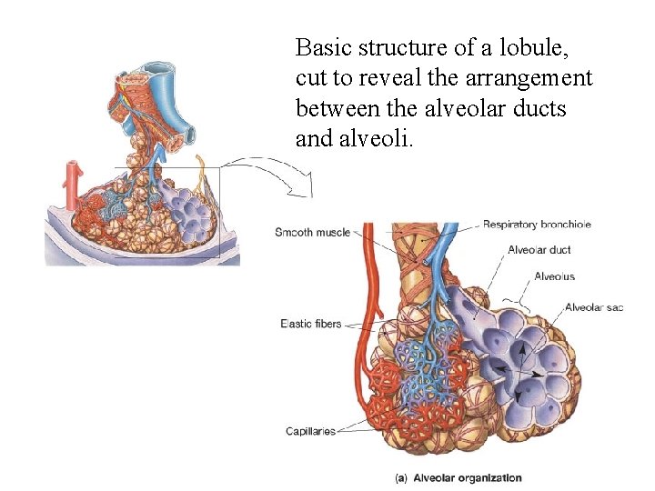 Basic structure of a lobule, cut to reveal the arrangement between the alveolar ducts