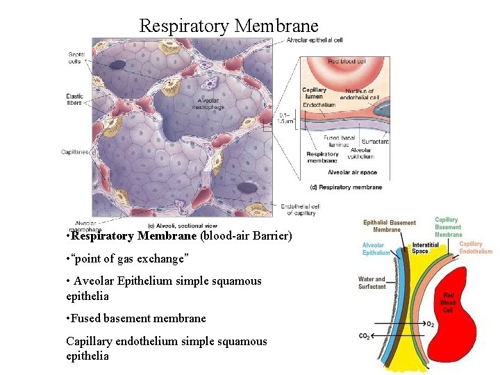 Respiratory Membrane • Respiratory Membrane (blood-air Barrier) • “point of gas exchange” • Aveolar