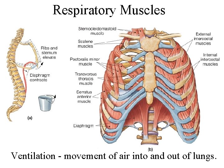 Respiratory Muscles Ventilation - movement of air into and out of lungs. 