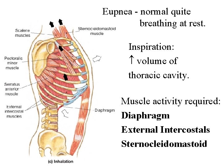 Eupnea - normal quite breathing at rest. Inspiration: volume of thoracic cavity. Muscle activity