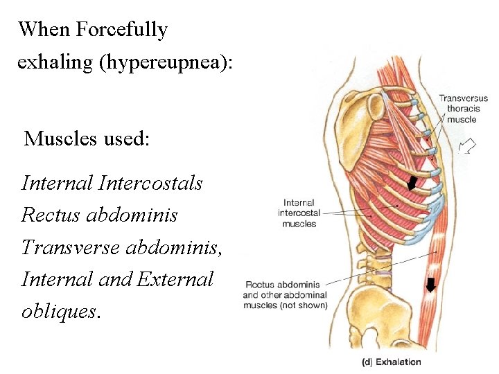 When Forcefully exhaling (hypereupnea): Muscles used: Internal Intercostals Rectus abdominis Transverse abdominis, Internal and