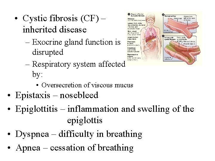  • Cystic fibrosis (CF) – inherited disease – Exocrine gland function is disrupted