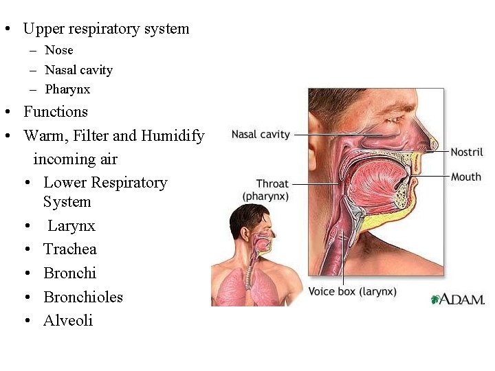  • Upper respiratory system – Nose – Nasal cavity – Pharynx • Functions