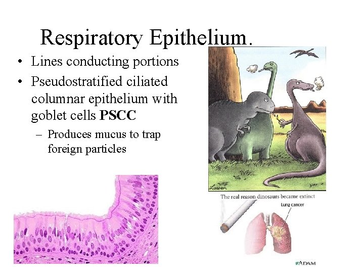 Respiratory Epithelium. • Lines conducting portions • Pseudostratified ciliated columnar epithelium with goblet cells