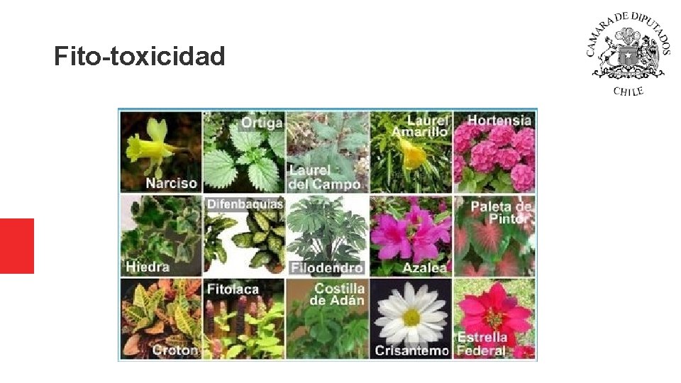Fito-toxicidad Fito-toxicidad