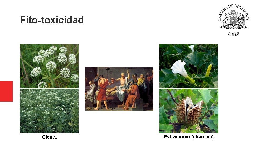 Fito-toxicidad Cicuta Estramonio (chamico) Fito-toxicidad Cicuta Estramonio (chamico)