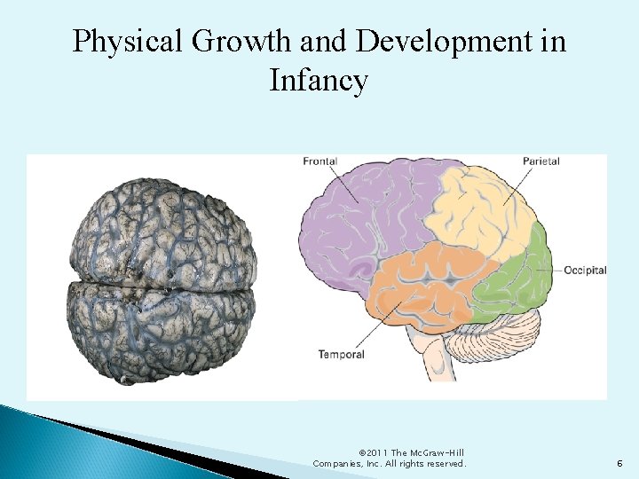 Physical Growth and Development in Infancy © 2011 The Mc. Graw-Hill Companies, Inc. All