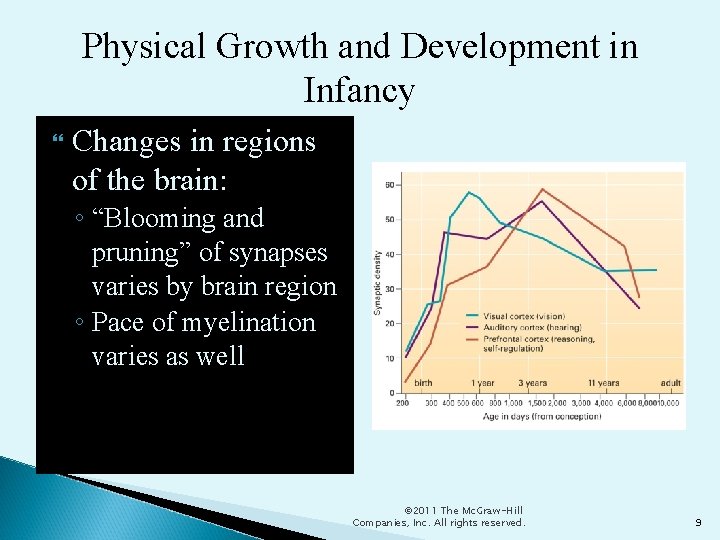 Physical Growth and Development in Infancy Changes in regions of the brain: ◦ “Blooming