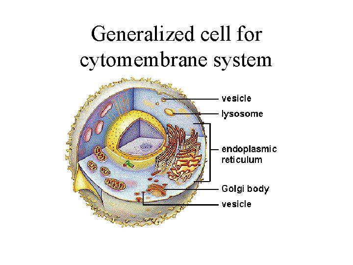 Generalized cell for cytomembrane system 