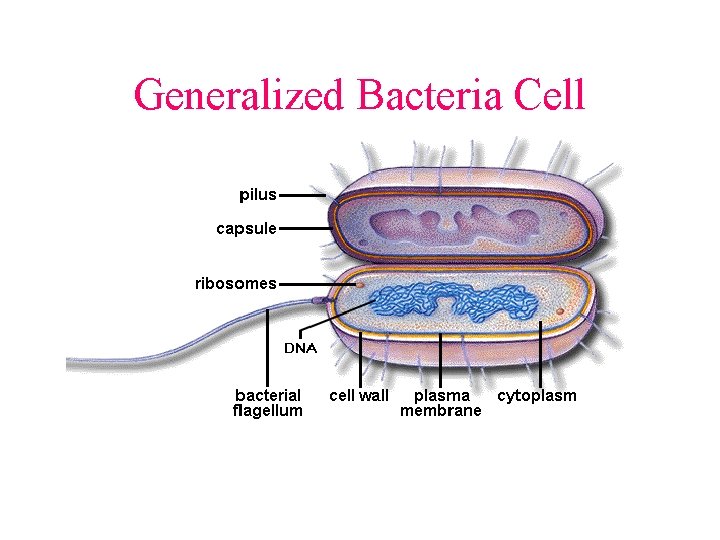 Generalized Bacteria Cell 
