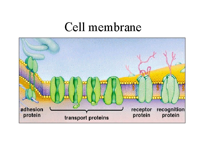 Cell membrane 