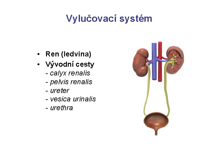 Vylučovací systém • Ren (ledvina) • Vývodní cesty - calyx renalis - pelvis renalis