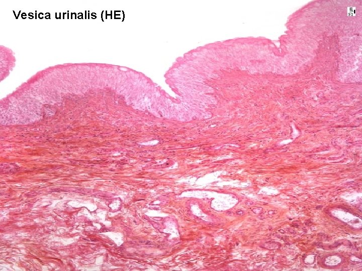 Vesica urinalis (HE) 16 