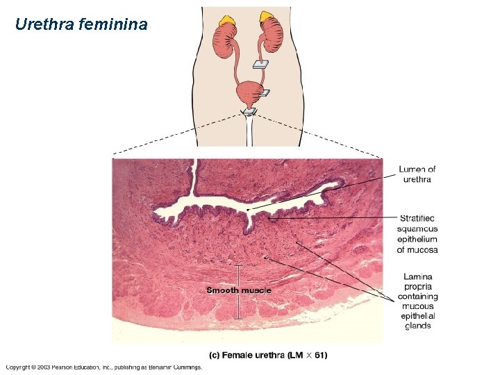 Urethra feminina 17 