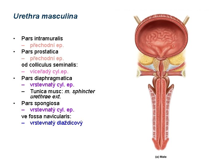 Urethra masculina • • Pars intramuralis – přechodní ep. Pars prostatica – přechodní ep.