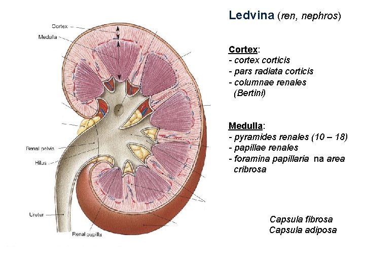 Ledvina (ren, nephros) Cortex: - cortex corticis - pars radiata corticis - columnae renales