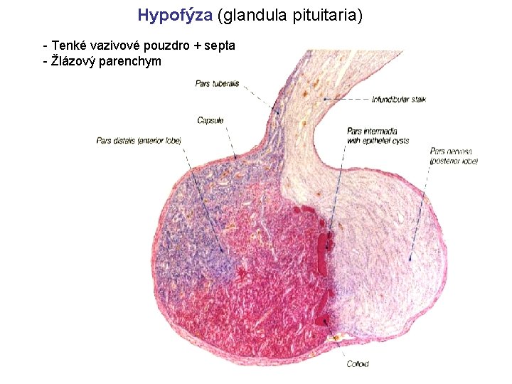 Hypofýza (glandula pituitaria) - Tenké vazivové pouzdro + septa - Žlázový parenchym 